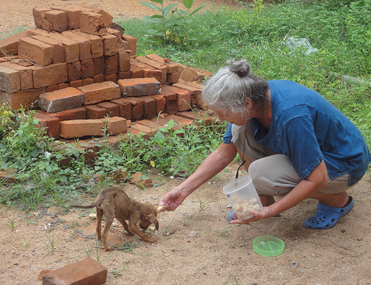 AZWS hilft Straßenhunde in Indien