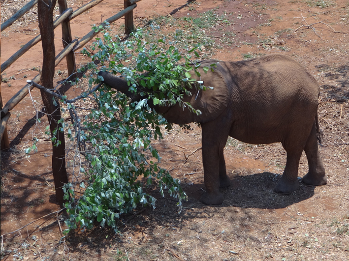 AZWS Elefantenhilfe Sambia 2014