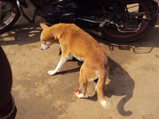 Strassenhunde in Indien