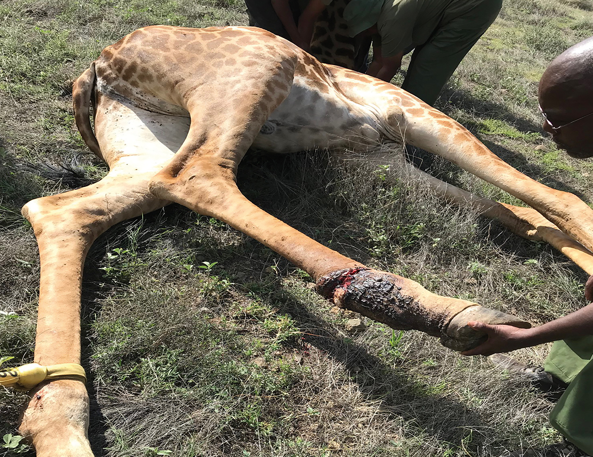 AZWS Wildtierschutz in Tansania 2018