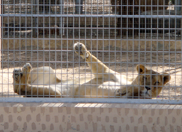 AZWS Zoo- und Wildtierschutz in Lybien 2013