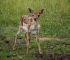 Wildtierstation Bayern