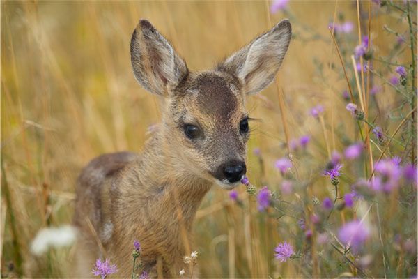 Rehkitz in der Wiese