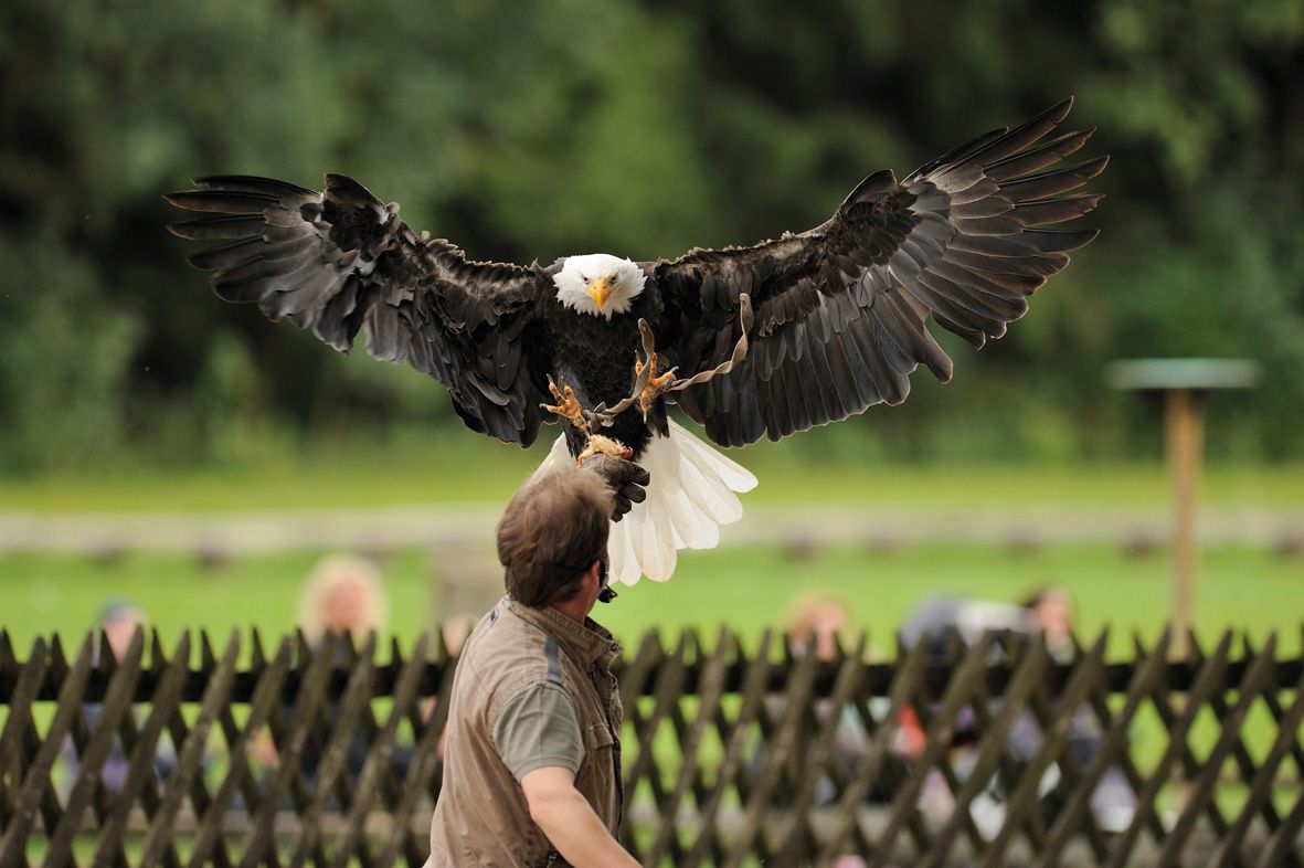 Wildadler Poing